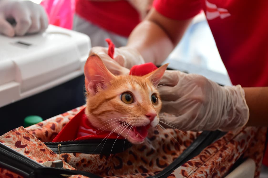 Más de 3.000 mascotas han sido atendidas por la Gobernación del Atlántico a través de ‘Mascotas a la Plaza’ Más de 3.000 mascotas han sido atendidas por la Gobernación del Atlántico a través de ‘Mascotas a la Plaza’