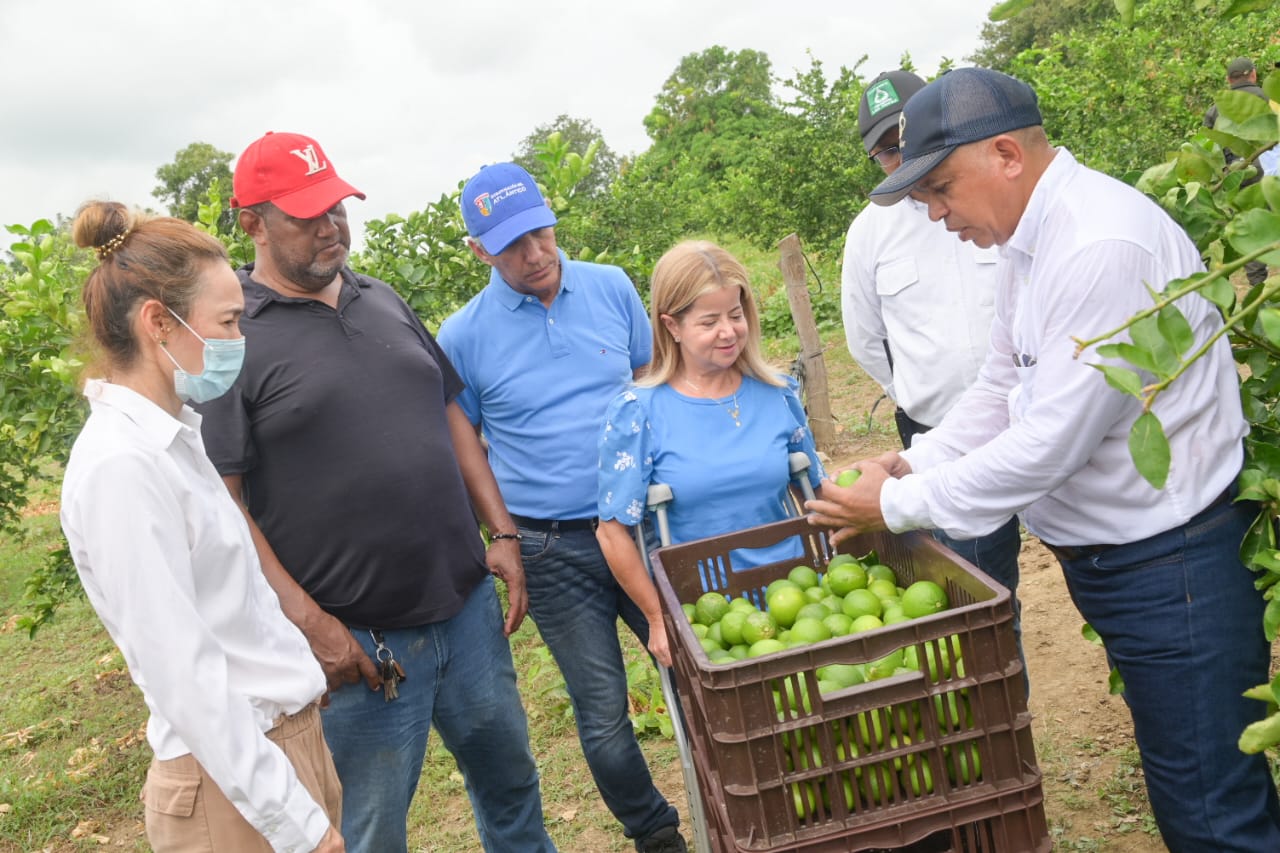 recolección de la cosecha de limón tahití Atlantico Repelon la cosecha de limon tahiti