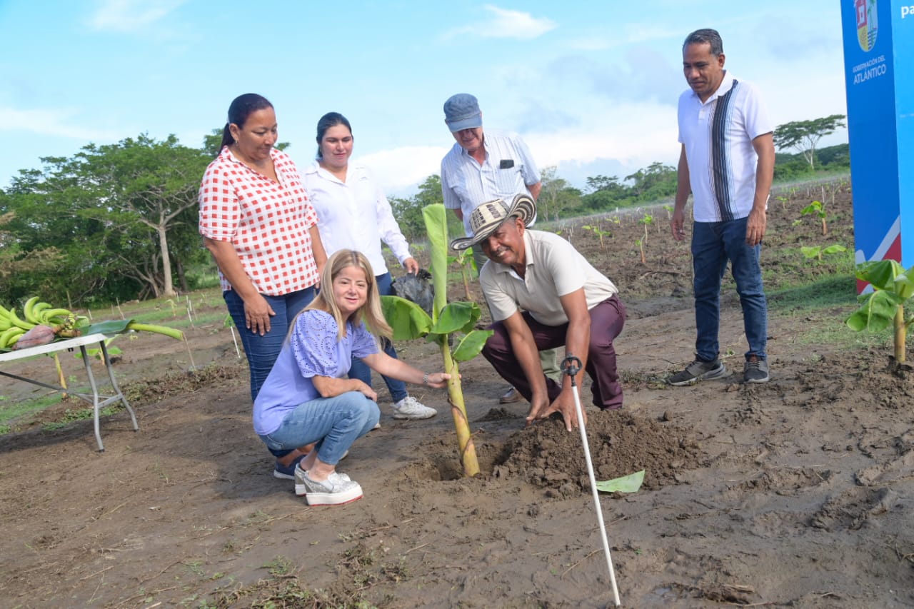 la primera siembra de 3.400 plántulas de plátano en cuatro hectáreas, con un sistema de riego con cobertura total. Atlantico renacer del campo en Santa Lucia y Suan