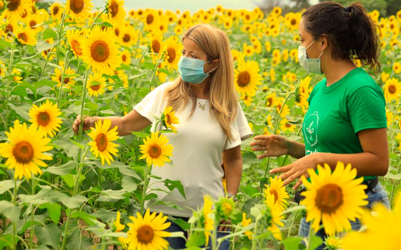 Gobernadora del Atlántico lanza la 'Ruta del Girasol' para activar el agroturismo en el departamento