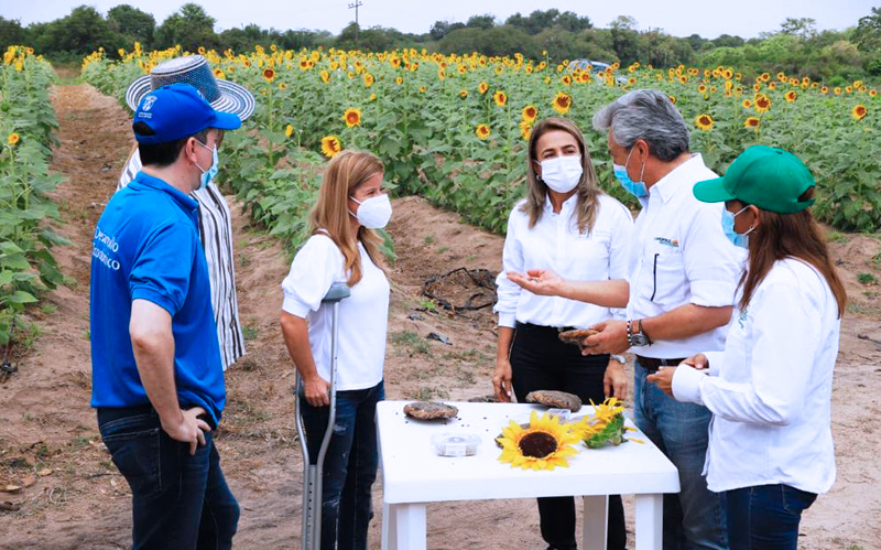 Siembra de girasoles de Gobernación del Atlántico muestra sus primeros resultados en Santo Tomás