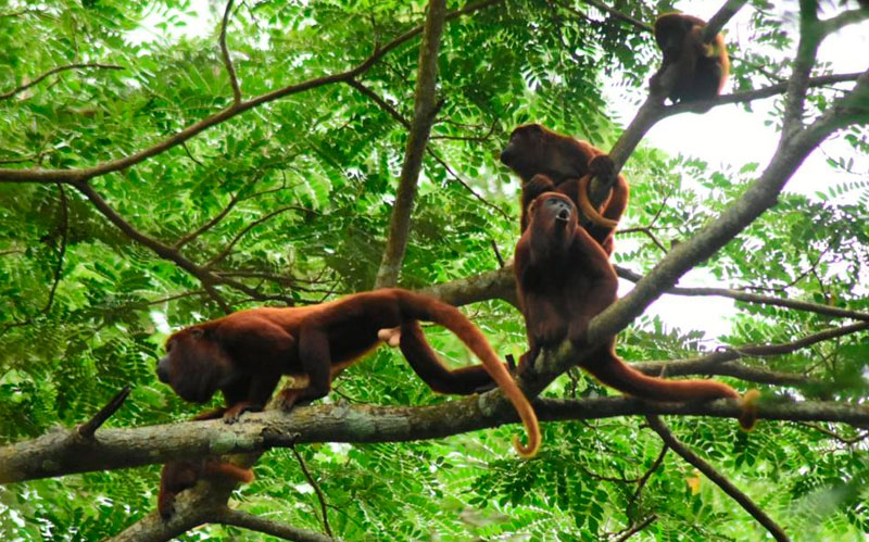 Fotografía de Monos aulladores en árbol